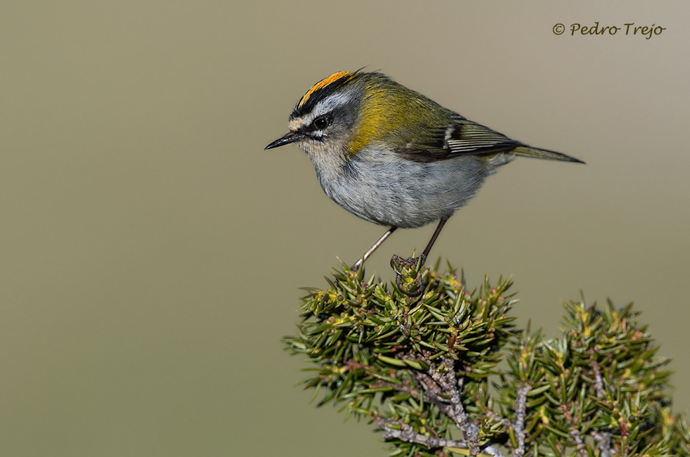 Reyezuelo listado ( Regulus ignicapilla)